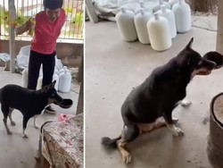 Pintar! Anjing Ini Bawa Batok Kelapa Buat Minta Makanan ke Restoran