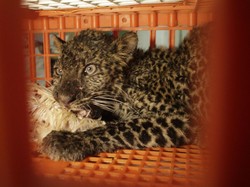 Heboh, Diduga Ada Macan di Banyumas