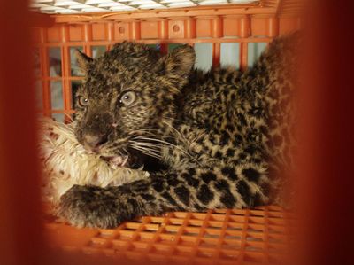 Hii! Ada Macan Tutul Terjebak di Peternakan Ayam Sukabumi