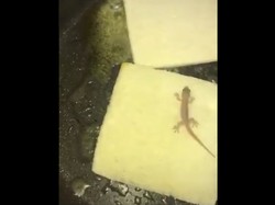 Bikin Ngakak! 5 Tutorial Memasak Netizen Ini Berakhir Ngenes