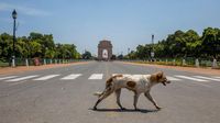 Hewan-hewan Ini Asyik Jalan-jalan di Tengah Pandemi Corona