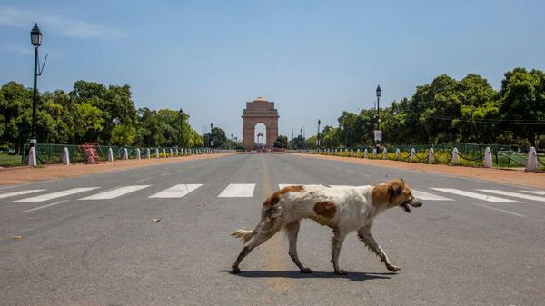 Hewan-hewan Ini Asyik Jalan-jalan di Tengah Pandemi Corona