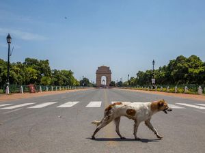 Hewan-hewan Ini Asyik Jalan-jalan di Tengah Pandemi Corona