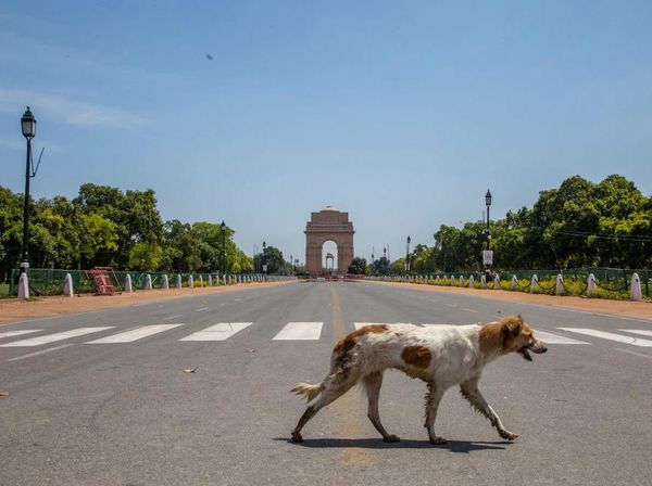 Hewan-hewan Ini Asyik Jalan-jalan di Tengah Pandemi Corona
