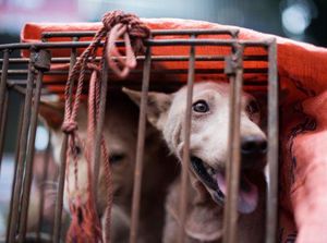 Shenzhen Kota Pertama di China yang Larang Konsumsi Anjing dan Kucing