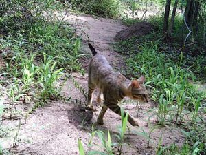 Ada Kucing Misterius di Hutan Madagaskar