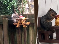 Karena Gabut, Pria Ini Bikin Meja Piknik Isi Makanan Untuk Tupai
