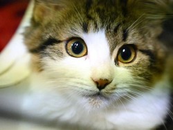 Shenzhen Jadi Kota Pertama di China yang Larang Santap Daging Anjing-Kucing