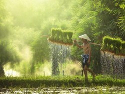 Kena Dampak Covid-19, Petani Diberdayakan BRI Lewat TaniGroup