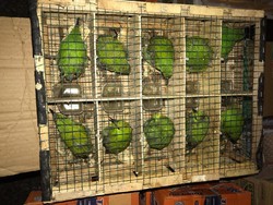 Polisi Gagalkan Penyelundupan Ribuan Burung Dilindungi dari Riau ke Jambi