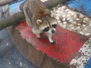 Duh, Gemasnya Rakun di Kebun Binatang Ini