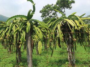 Ini Spot Agrowisata Asyik di Batu