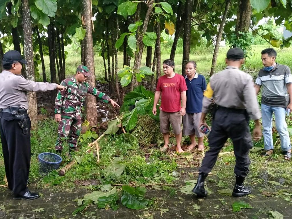 Dua Pencari Pakan Ternak Tewas Tersambar Petir di Sawah Jombang