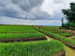 Produksi April-Mei Surplus, Stok Beras Aman sampai Ramadhan