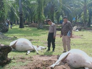 16 Ekor Lembu Mati Mendadak di Asahan Sumut, Hidungnya Berbusa