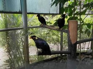 Tempat Melihat Aneka Burung di Malaysia