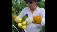 Potret Yasonna Laoly Saat Tangkap Ikan hingga Panen Lemon