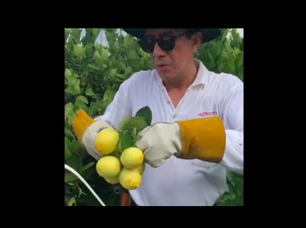 Potret Yasonna Laoly Saat Tangkap Ikan hingga Panen Lemon