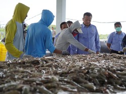 Triwulan I 2020, Nilai Ekspor Perikanan Indonesia Capai US$ 1,24 M