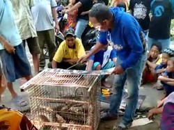 Mangsa Ternak, Ular Piton 4 Meter Ditangkap Warga Gowa