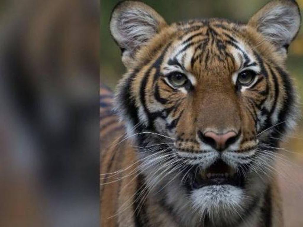 Warga Malaysia Tewas Diterkam Harimau Seberat 120 Kg