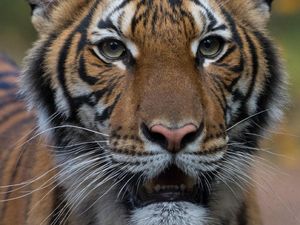 Seekor Harimau di Kebun Binatang New York Positif Virus Corona