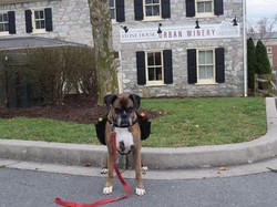 Lucunya! Ini Aksi Anjing Pintar Beli Camilan hingga Antarkan Wine