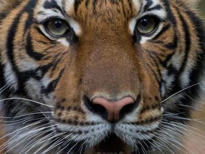 Harimau di AS Positif Corona, Bagaimana Uji Lab COVID-19 Pada Hewan? Harimau di AS Positif Corona, Bagaimana Uji Lab COVID-19 Pada Hewan?