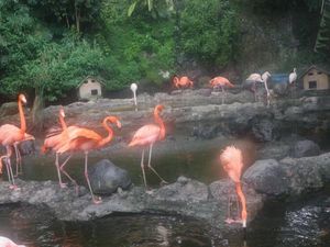Reda Corona, Yuk Lihat Burung Flamingo di Batu Secret Zoo