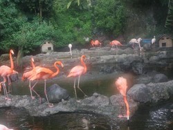 Reda Corona, Yuk Lihat Burung Flamingo di Batu Secret Zoo