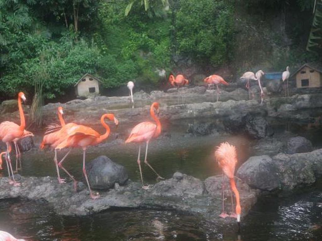 Reda Corona, Yuk Lihat Burung Flamingo di Batu Secret Zoo Reda Corona, Yuk Lihat Burung Flamingo di Batu Secret Zoo