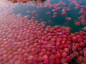 Ribuan Ubur-ubur Pink Kuasai Lautan Saat Pandemi Corona