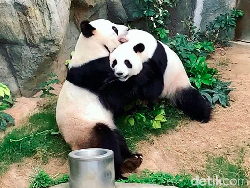 Bonbin Sepi, Sepasang Panda Bisa Kawin Setelah 1 Dekade Mencoba