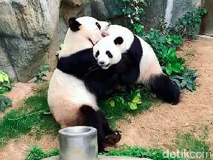 Bonbin Sepi, Sepasang Panda Bisa Kawin Setelah 1 Dekade Mencoba Bonbin Sepi, Sepasang Panda Bisa Kawin Setelah 1 Dekade Mencoba