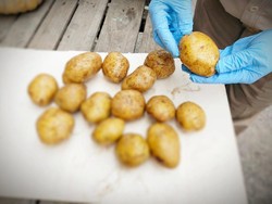 Di Tengah COVID-19, RI Eskpor Kentang 80,5 Ton ke Malaysia & Singapura