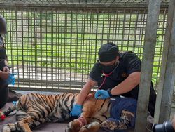 Korban Jerat di Riau, Kaki Harimau Corina Terancam Diamputasi