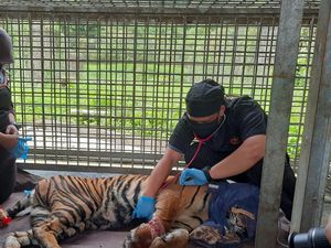 Korban Jerat di Riau, Kaki Harimau Corina Terancam Diamputasi Korban Jerat di Riau, Kaki Harimau Corina Terancam Diamputasi