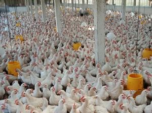 Siasati Dampak Corona, Peternak Jual Ayam Door to Door Siasati Dampak Corona, Peternak Jual Ayam Door to Door