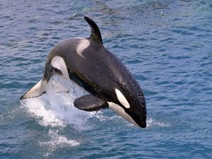 Heboh Paus Orca Mati Muda di Taman Hiburan Heboh Paus Orca Mati Muda di Taman Hiburan