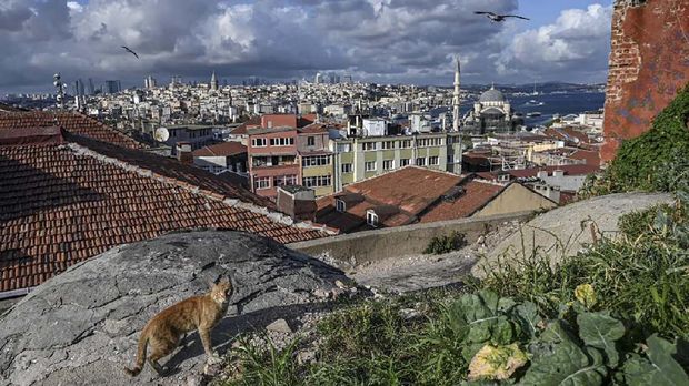 A stray cat walks on a roof as a partial view of Istanbul is seen in the background on September 10, 2019, in Istanbul. (Photo by Ozan KOSE / AFP)