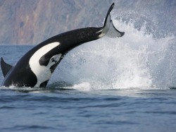 Orca Tabrak Kapal Wisata Sampai Tenggelam, Dua Kali Sehari