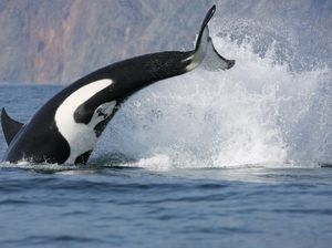 Orca Tabrak Kapal Wisata Sampai Tenggelam, Dua Kali Sehari Orca Tabrak Kapal Wisata Sampai Tenggelam, Dua Kali Sehari