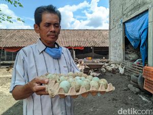 Curhat Peternak Bebek Tak Bisa Kirim Telur ke Jakarta Gegara Corona
