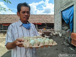 Curhat Peternak Bebek Tak Bisa Kirim Telur ke Jakarta Gegara Corona