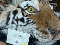 Larangan Perdagangan Daging Satwa Liar China Tidak Efektif?