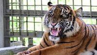 Jerat Pemburu Liar Bikin Kaki Harimau Corina Terancam Diamputasi