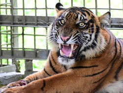 Gempar Teror Harimau Masuk Kampung di Sumbar