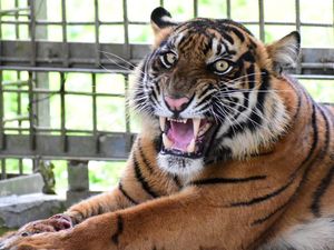 Malang Harimau Corina: Terkena Jerat Kakinya Terancam Hilang Malang Harimau Corina: Terkena Jerat Kakinya Terancam Hilang