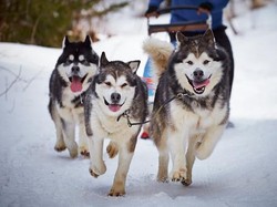 Polisi Bakal Mediasi Kasus Tolong Anjing tapi Dilaporkan di Tangerang