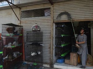 Lockdown Corona, Ratusan Hewan Mati di Pasar Pakistan